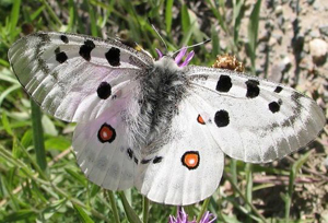 Parnassiusapollo