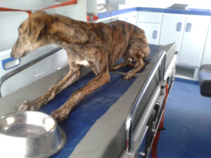 ActGalgo20140204131320