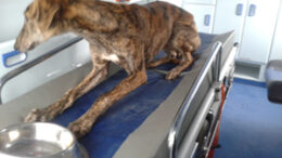 Galgo131320