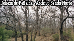Pealba97370