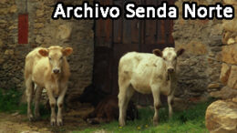 Vacas00498