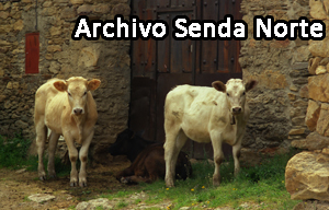 Vacas00498