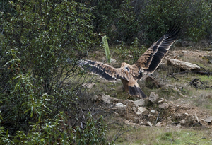 aguila05