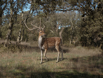 haploidoceros-con-paisaje-alta