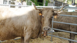 FeriaBustarviejo MG 7540