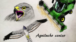 AGUILUCHOCENIZO