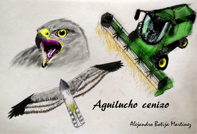 AGUILUCHOCENIZO