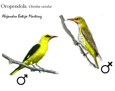 OROPENDOLA Macho y Hembra