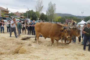 ActFeriaBerrueco MG 5121