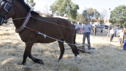 Elberruecoferia MG 8075