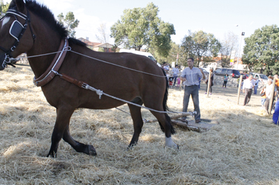 Elberruecoferia MG 8075