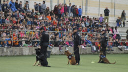 ActPedrezuelaPolicia MG 7552