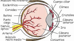 ojo humano