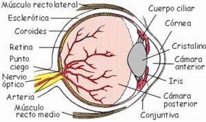 ojo humano