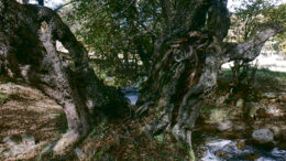 PuewblaRioARBOL13