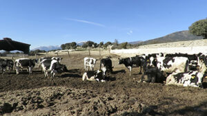 Vacas19
