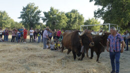 Act67BerruecoFeria