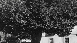OlmaRasca20