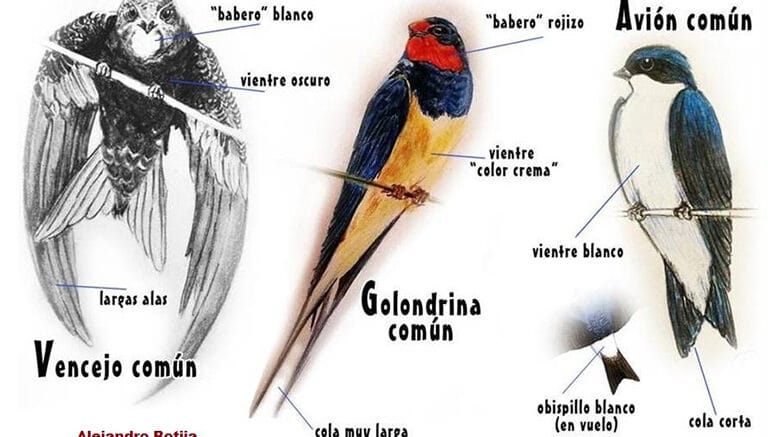 Golondrinas267