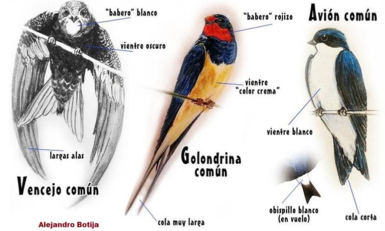 Golondrinas267